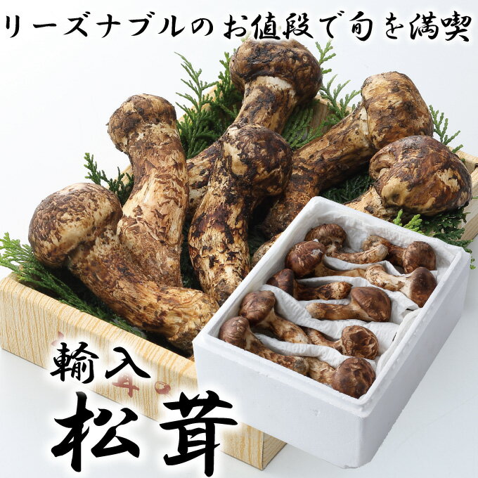 松茸 北海道 500g 訳あり ② 国産 matsutake0831_01.jpg