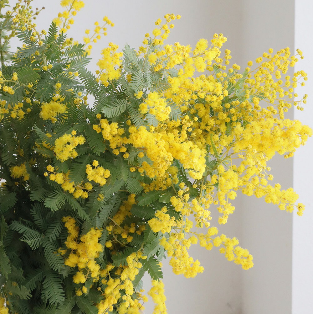 楽天市場】銀葉 アカシアの通販