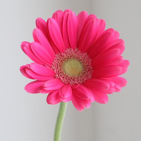 楽天市場】ガーベラ（植物の本数10本）の通販