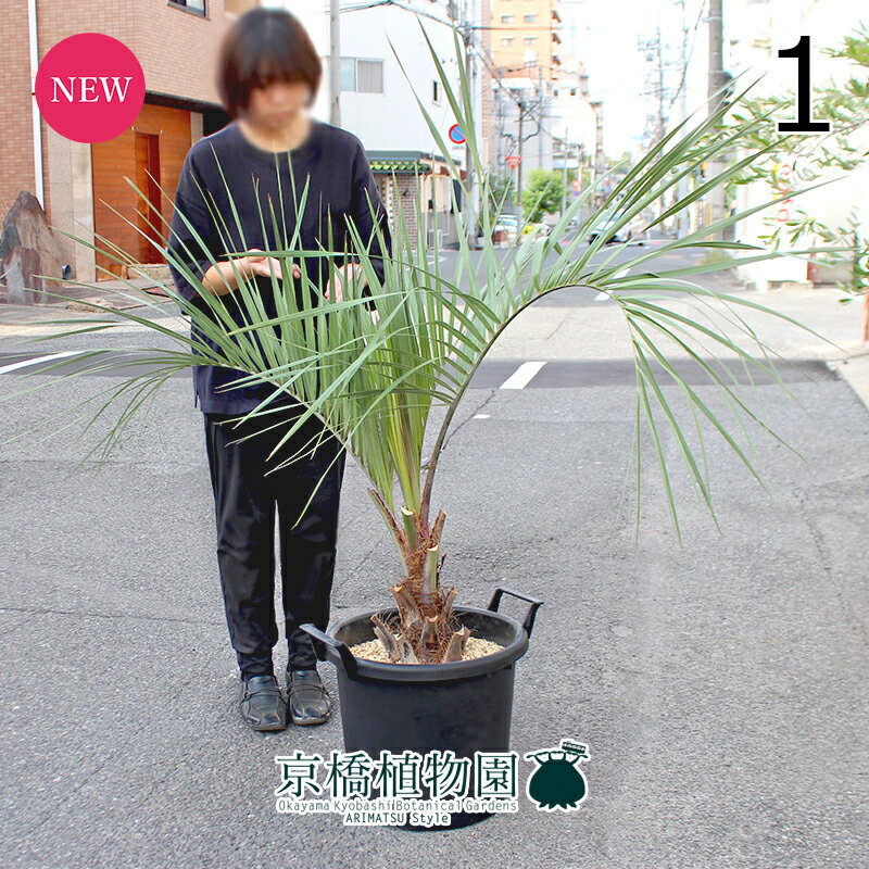 楽天市場】ココスヤシ（種類（植物）ヤシ）の通販