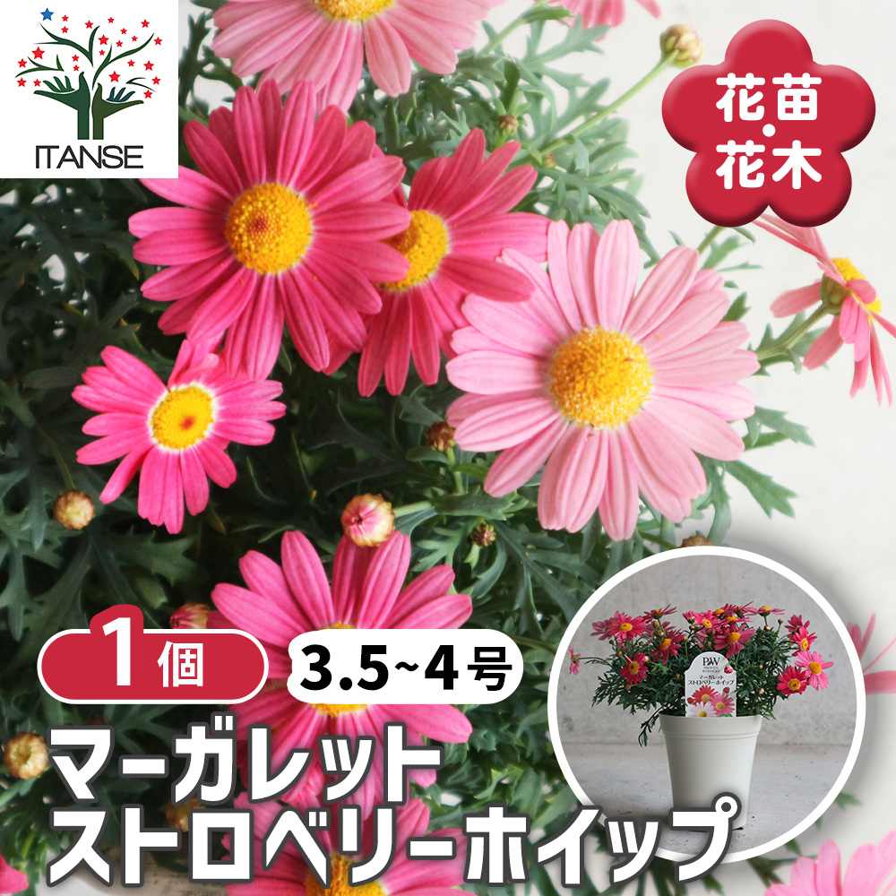 楽天市場】ホイップ マカロン（花・ガーデン・DIY）の通販