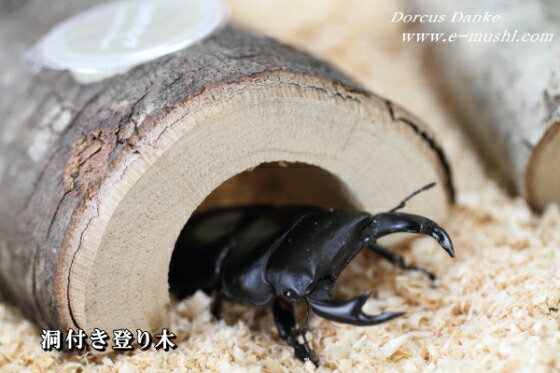 楽天市場】クワガタ 木の通販
