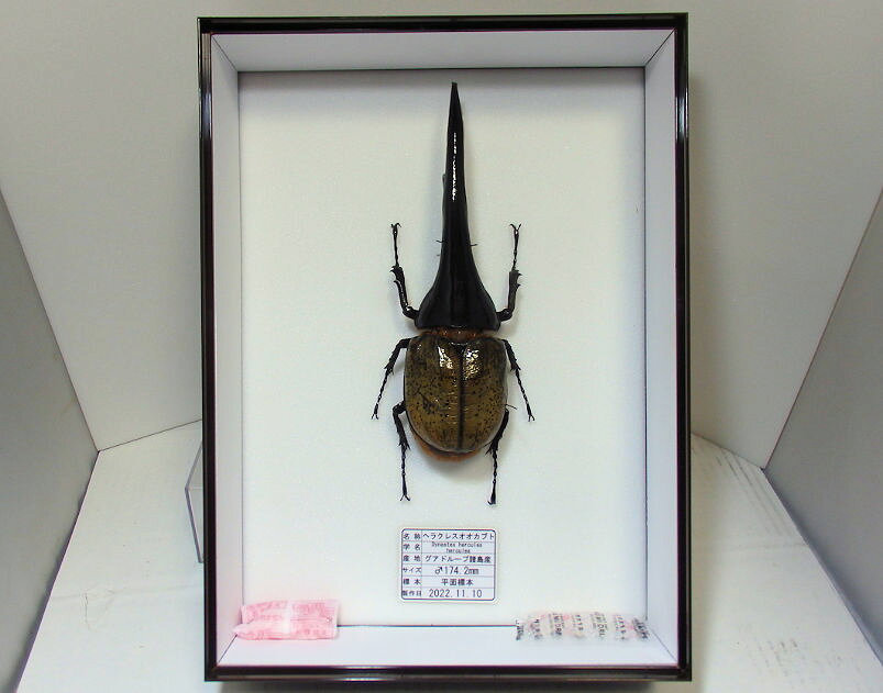 楽天市場】ヘラクレスオオカブト 標本の通販