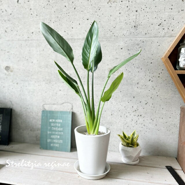 楽天市場】ストレリチア レギネ 陶器鉢の通販