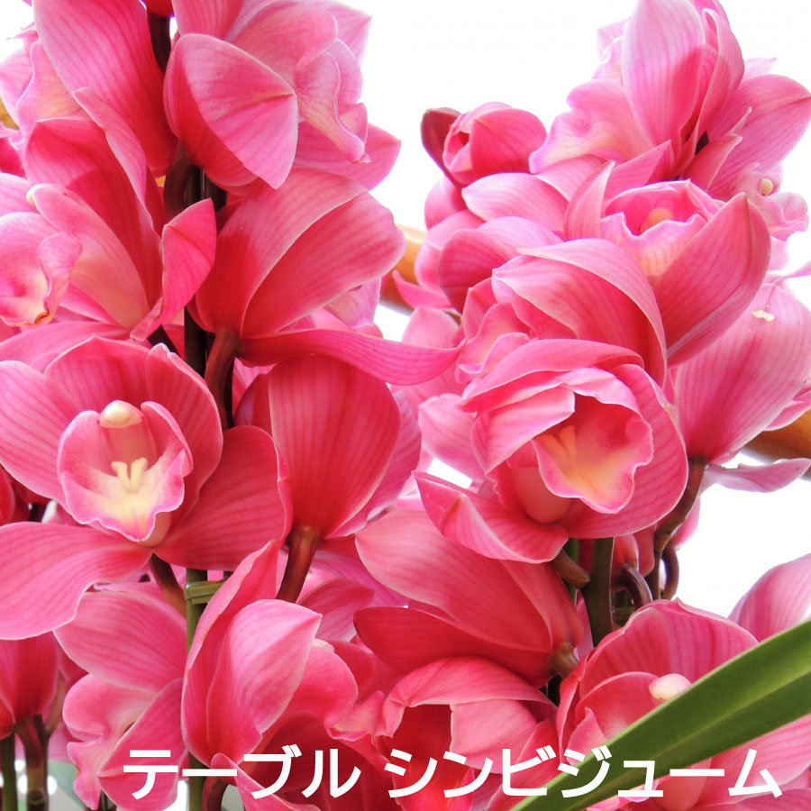 楽天市場】石田蘭園の通販