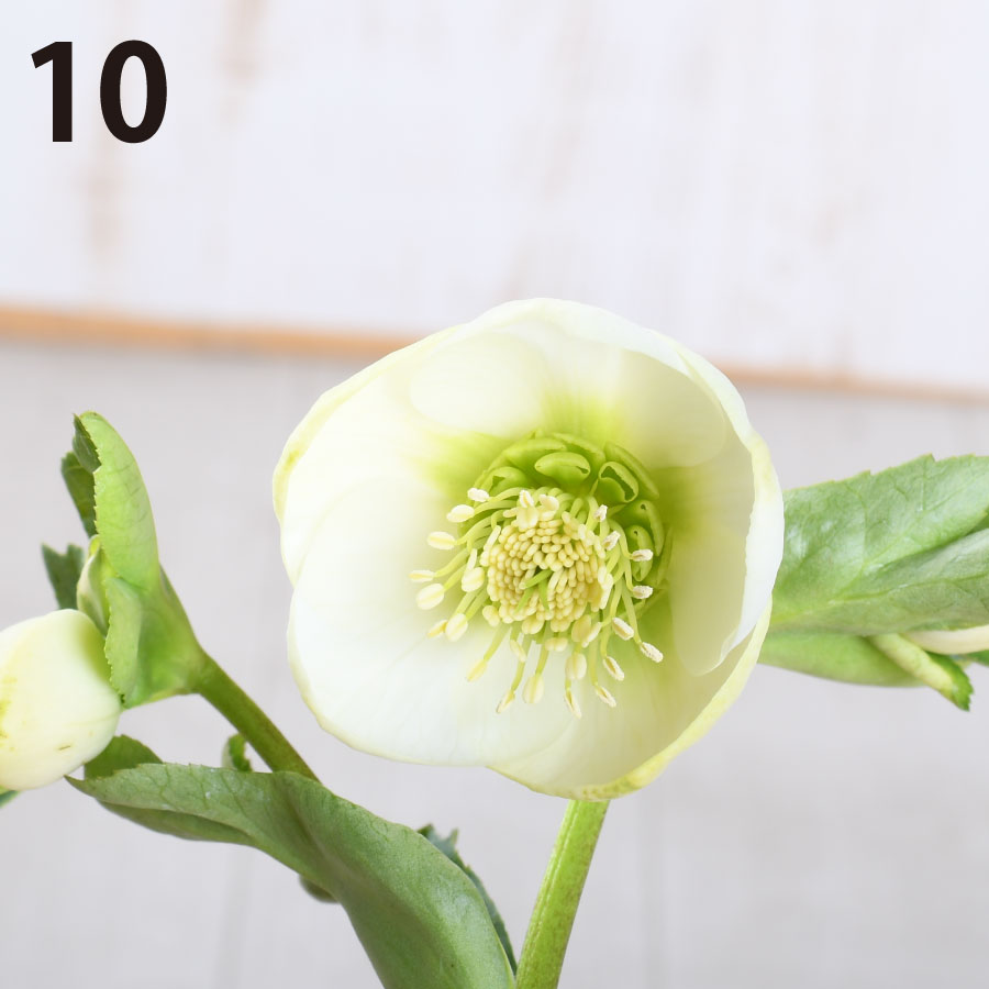 楽天市場】クリスマス ローズ 希少 品種の通販