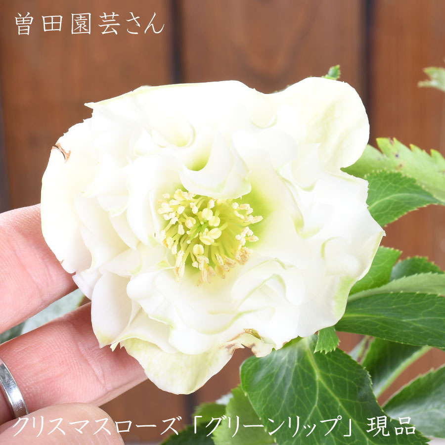 楽天市場】クリスマスローズ リップの通販