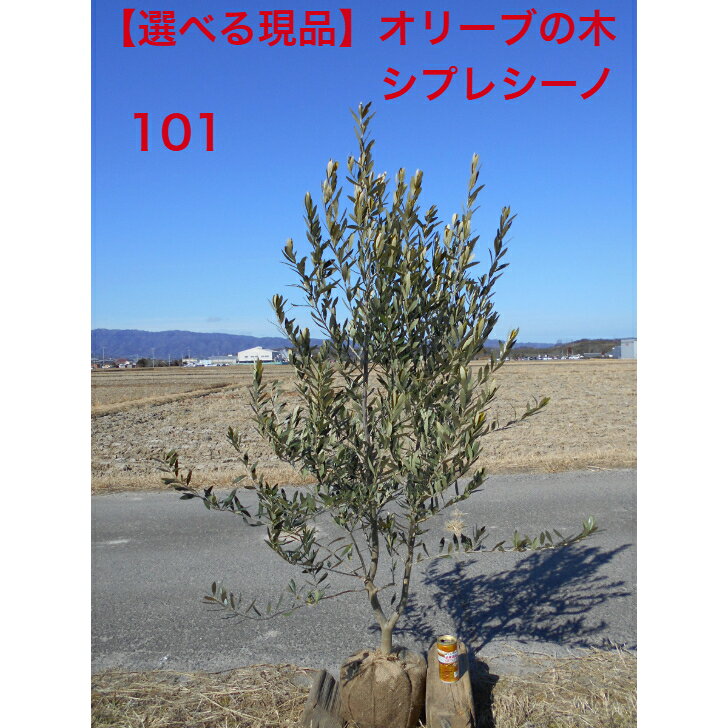 楽天市場】オリーブ 鉢植え シプレッシーノの通販