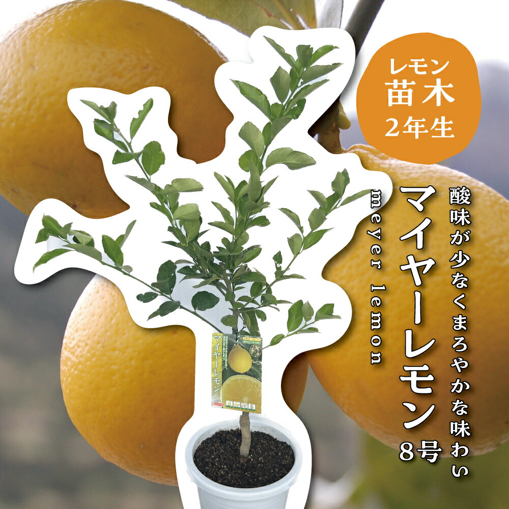 楽天市場】マイヤーレモン 苗木 10本の通販
