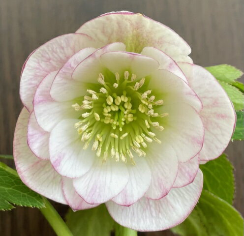 楽天市場】クリスマスローズ 小輪の通販