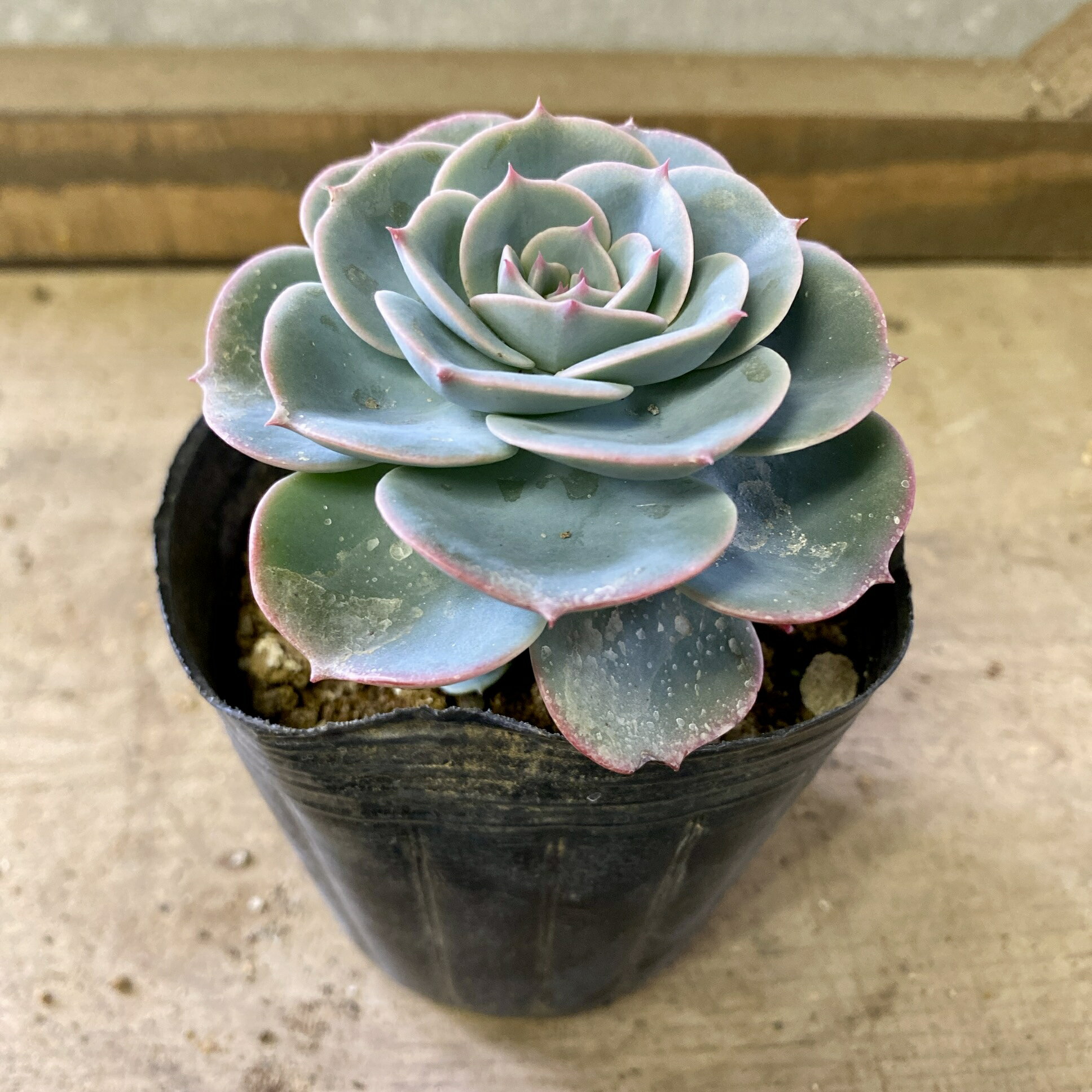 楽天市場】七福神 多肉植物の通販