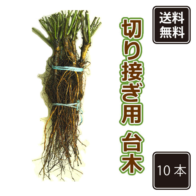 楽天市場】バラ 接ぎ木 台 木の通販