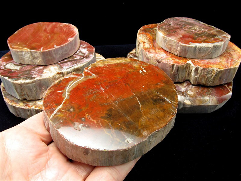 楽天市場】珪化木の通販