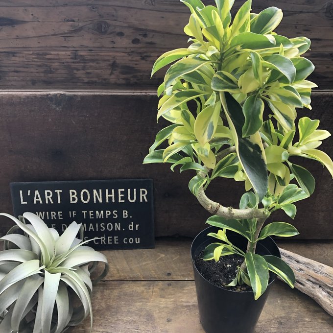 楽天市場】フィカス 希少（観葉植物｜花・観葉植物）：花・ガーデン