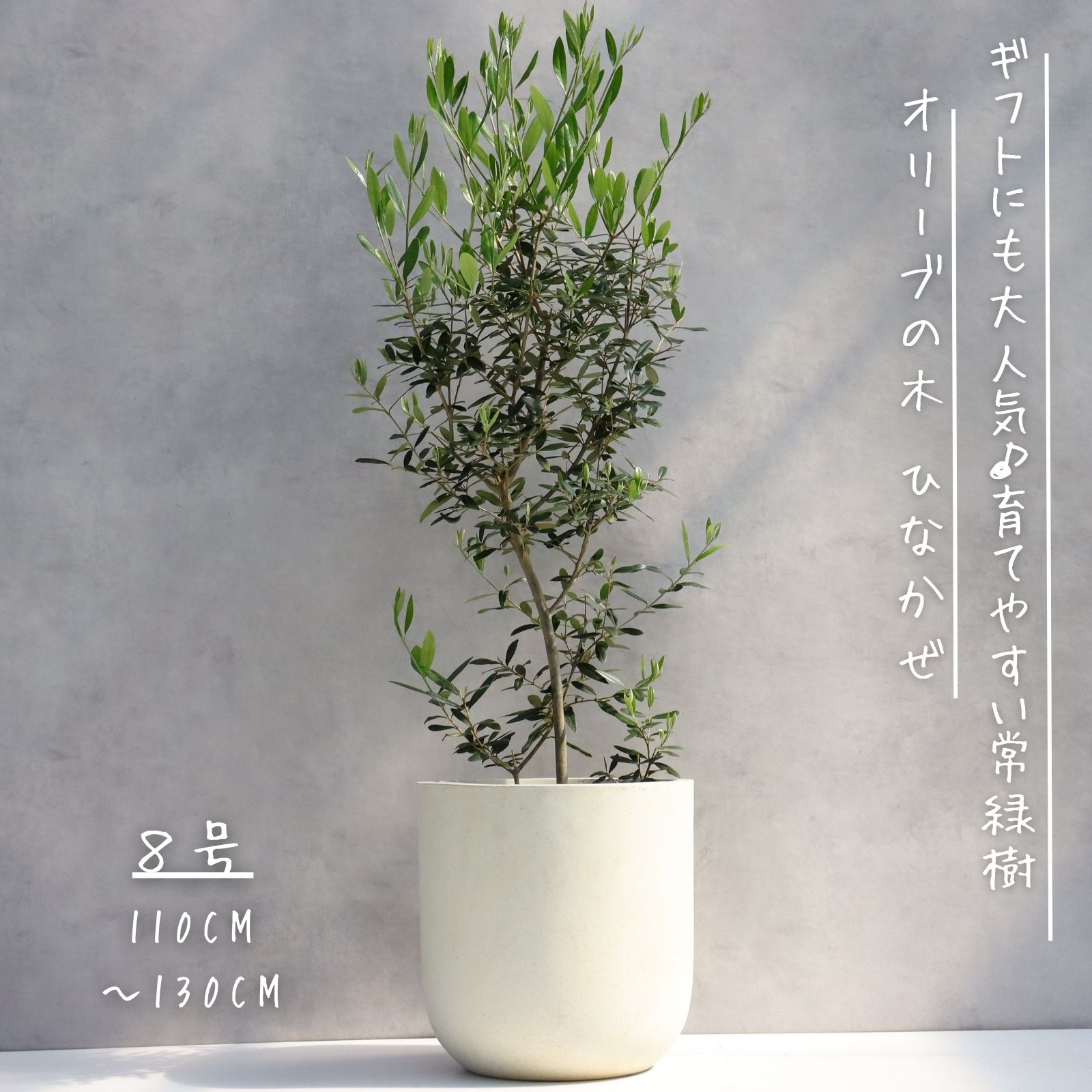 楽天市場】オリーブの木 7号の通販
