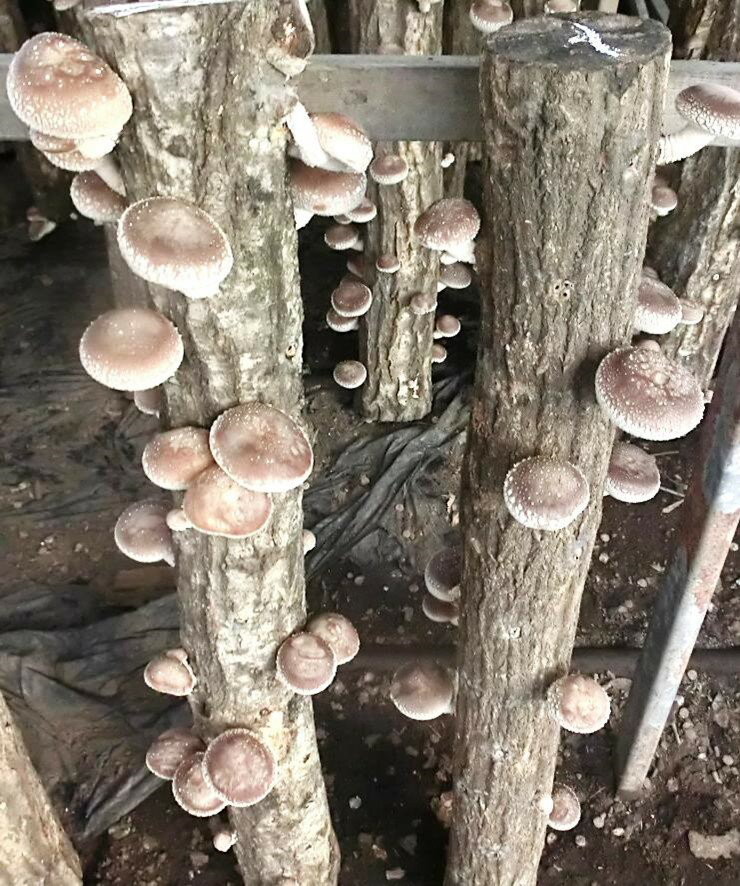 楽天市場】しいたけ 原木（ガーデニング・農業｜花・ガーデン・DIY）の通販