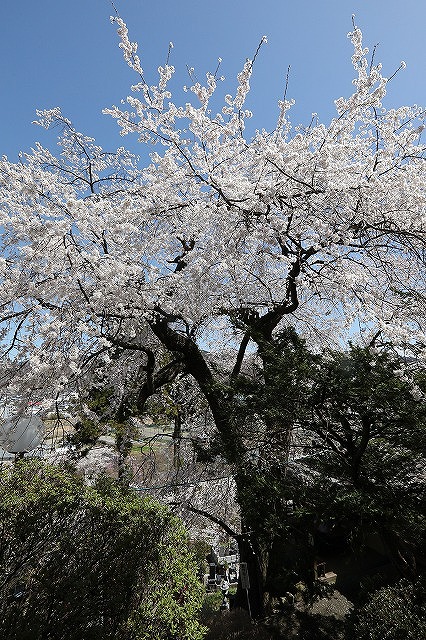 義仲桜」が見ごろ！ ☆上田市の岩谷堂の「樹齢800年」とされる