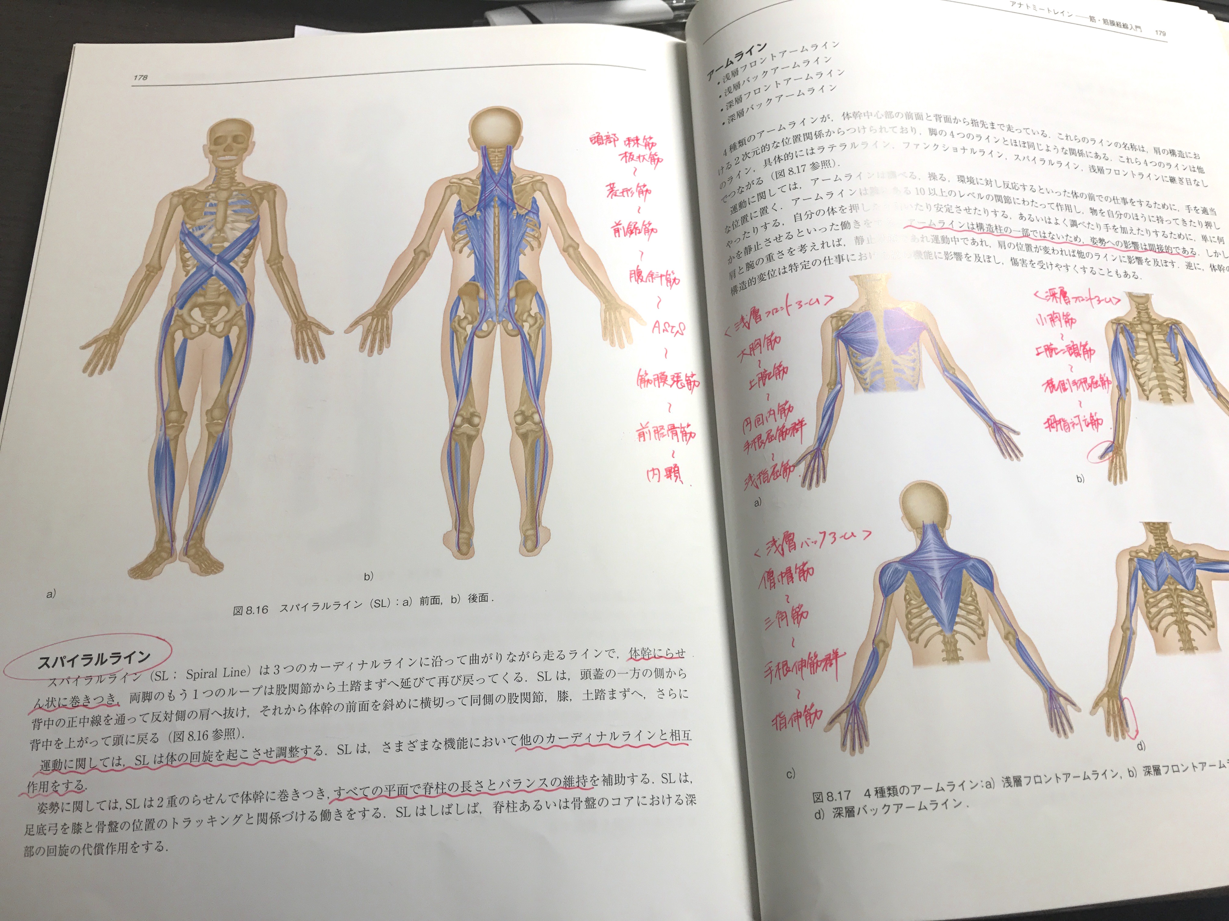 オススメ本】「ムービングボディ 動きとつながりの解剖学」：クリス