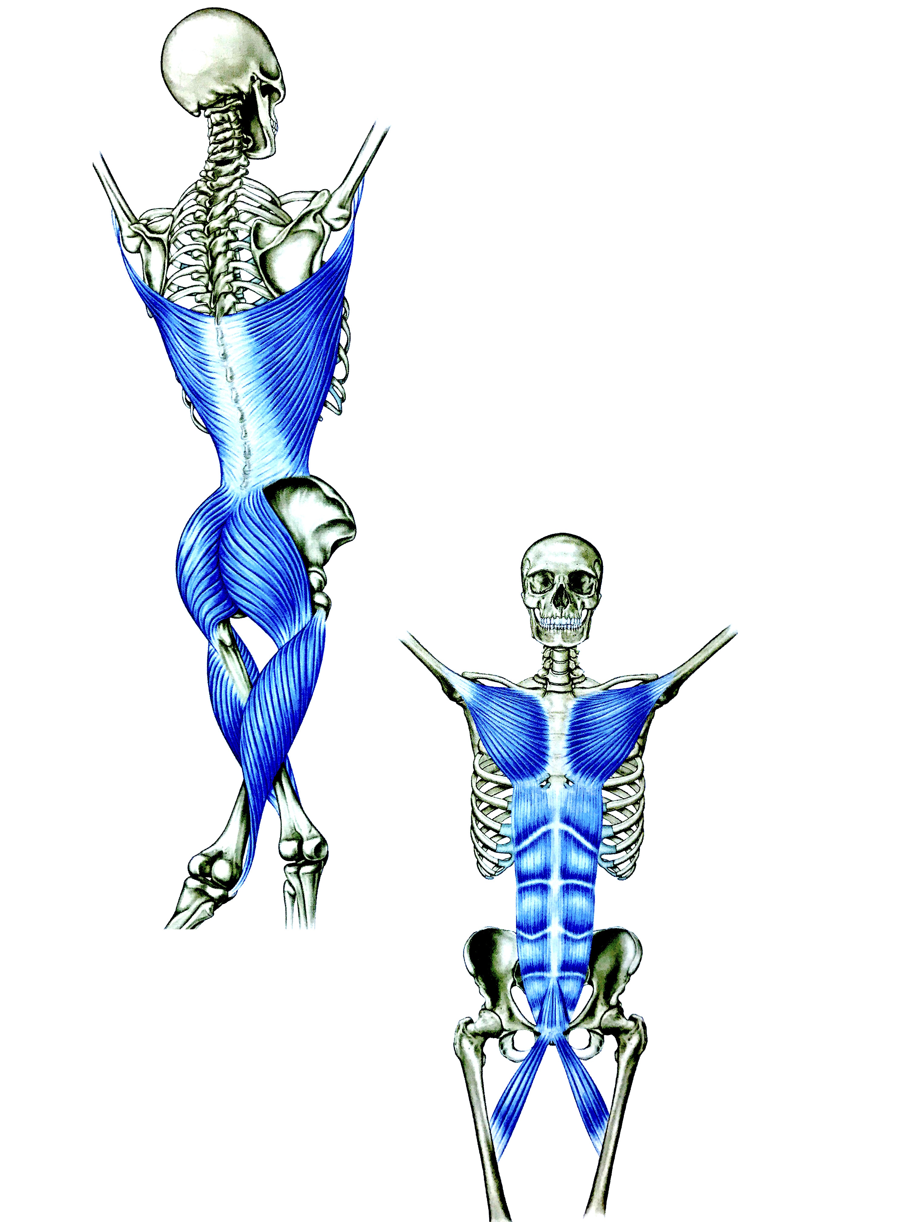 主要ラインPart②】プロなら知っておきたいアナトミートレインの3