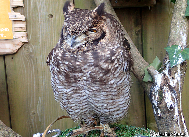 アフリカワシミミズク Bubo africanus