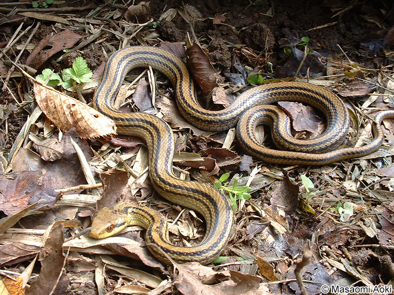 シマヘビ Elaphe quadrivirgata
