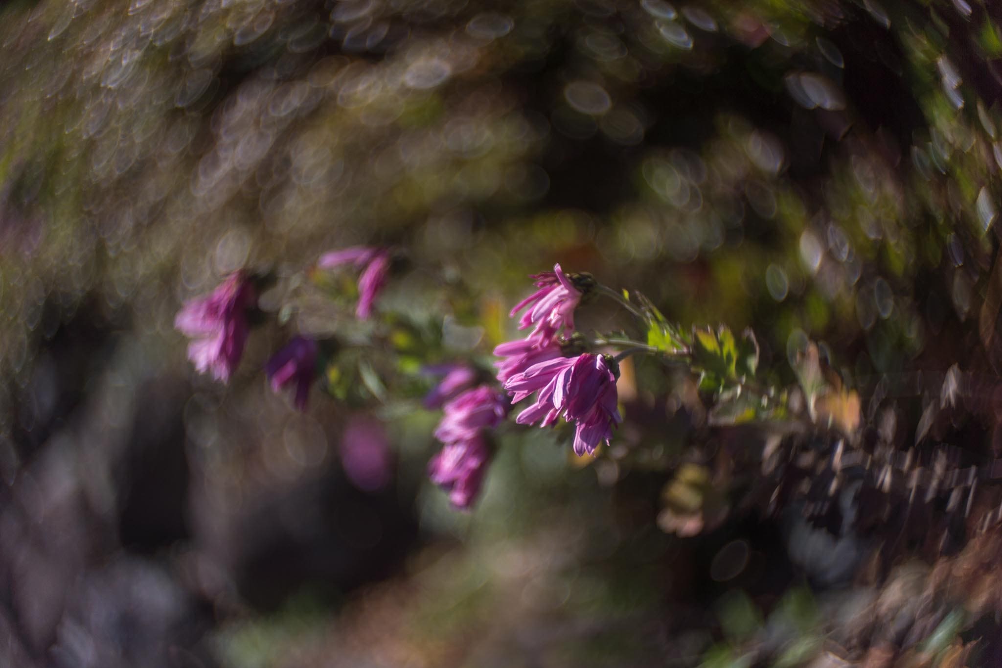 Dallmeyer 1 inch f1.9 cine lens – Toby Marshall