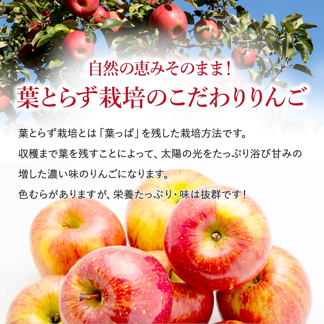 長野りんご・長野県産 葉とらずりんごご家庭用 10kg（24～40玉）