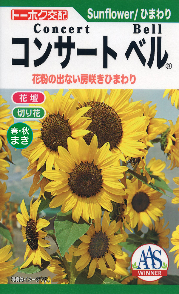 房咲きひまわり コンサートベル ® | 花のタネ | 株式会社トーホク