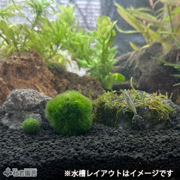 マリモ | 杜若園芸WEBショップ｜水草の生産販売【通販ショップ】