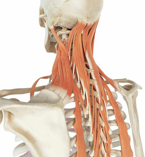 アジャストメントについて-HALOカイロプラクティック☆平和島整体院/大森