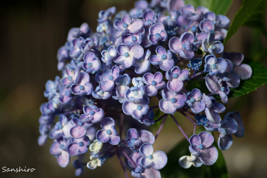 Voigtländer APO-LANTHAR 90mm F3.5 SL － フォクトレンダー
