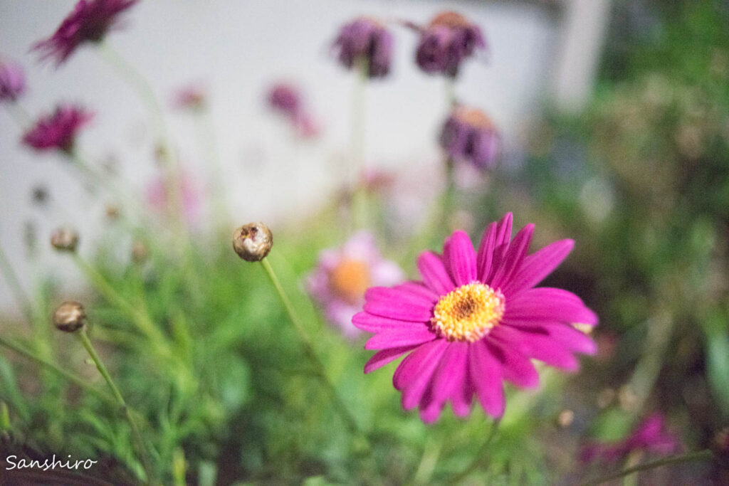 YASHICA ML 24mm F2.8 － ヤシカ ML24mm F2.8