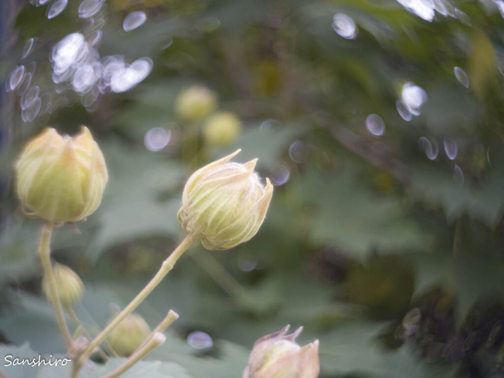 ZUNOW Elmo Cine 13mm F1.1 － ズノー シネエルモ13mm F1.1