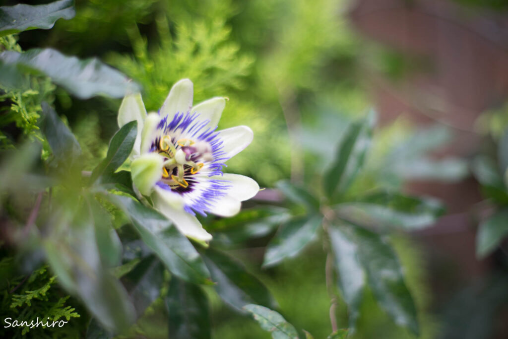 FUJI PHOTO FILM EBC X-FUJINON 50mm F1.6 DM － フジ EBC Xフジノン