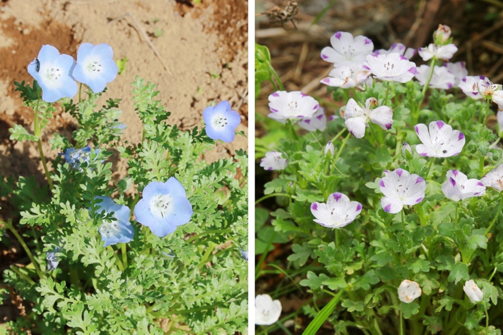 話題のネモフィラってどんな草花？？ - 東葛まいにち
