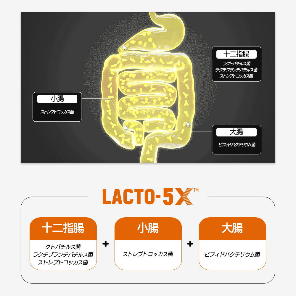 楽天市場】【LACTOFIT日本公式】ラクトフィット ゴールド(10包)／プロ