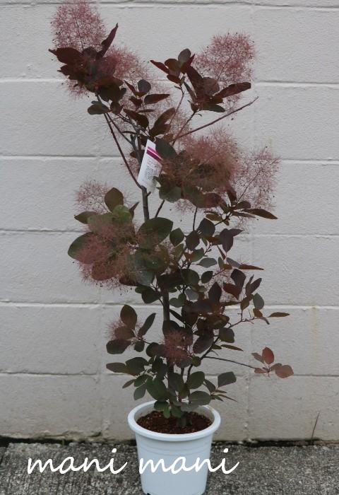 楽天市場】スモークツリー「グレイス Fタイプ」7号大鉢 1点物 樹高鉢底