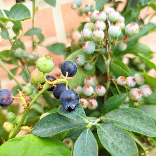 楽天市場】果樹苗 ブルーベリー ラビットアイ系 2品種植え（パウダー