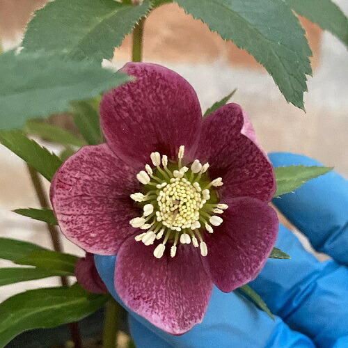 010 クリスマスローズ 開花株 dd小輪ライムグリーン 010 クリスマス