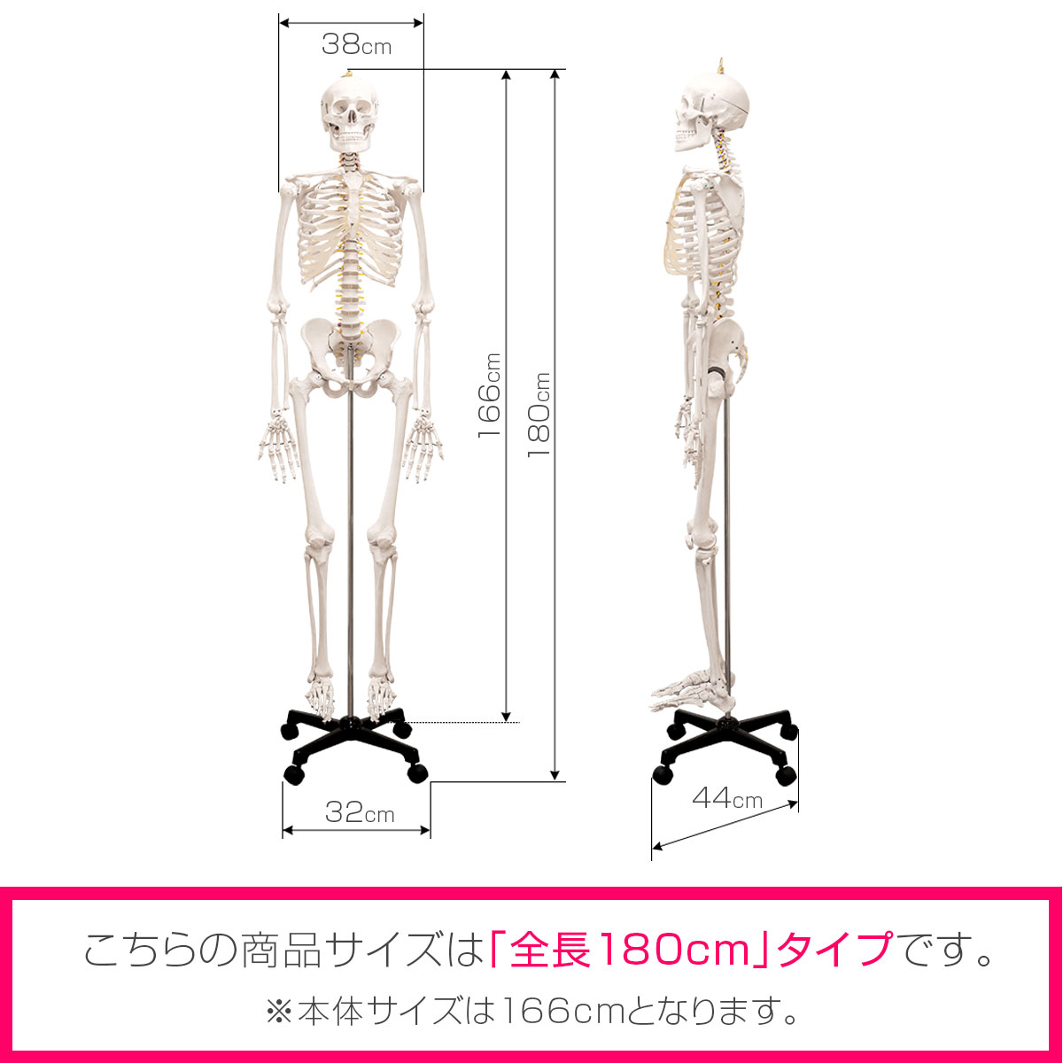 楽天市場】【楽天1位】人体模型 骨格模型 骨 等身大 身長約166cm 展示