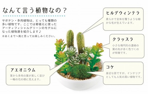 楽天市場】サキュレントリフレリウム 消臭アーティフィシャルグリーン