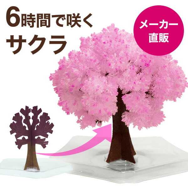 楽天市場】【メール便】マジック桜ミニ Magic桜ミニ 6時間で咲くサクラ