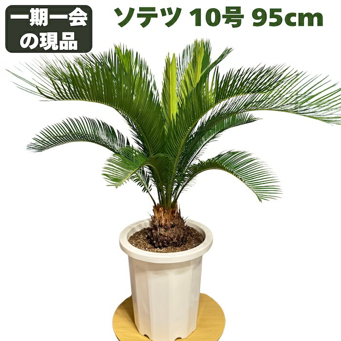 観葉植物 10号 ソテツ」の人気商品一覧 | 安い商品を通販サイトから