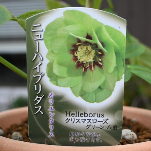 楽天市場】2026年NEW クリスマスローズ 苗 5号プラ鉢入り