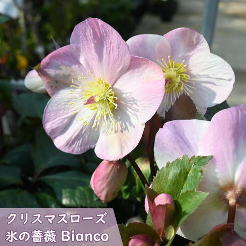 楽天市場】2025年12月～開花中 クリスマスローズ Ice N' roses 氷の