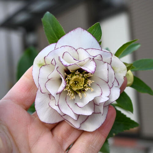 楽天市場】2026年NEW クリスマスローズ 苗 5号プラ鉢入り