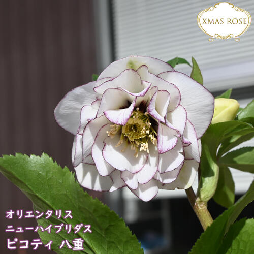 夕映え様ご購入苗㉖-207㉖-244クリスマスローズ 夕映え様ご購入苗㉖