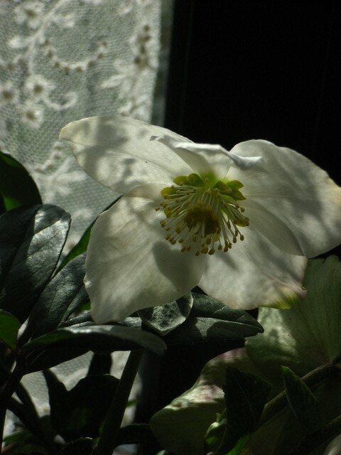 楽天市場】クリスマスプレゼント鉢花開花苗クリスマスローズクリスマス