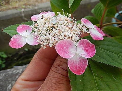 楽天市場】プレゼントに2025年5月頃開花ヤマアジサイ紅大苗