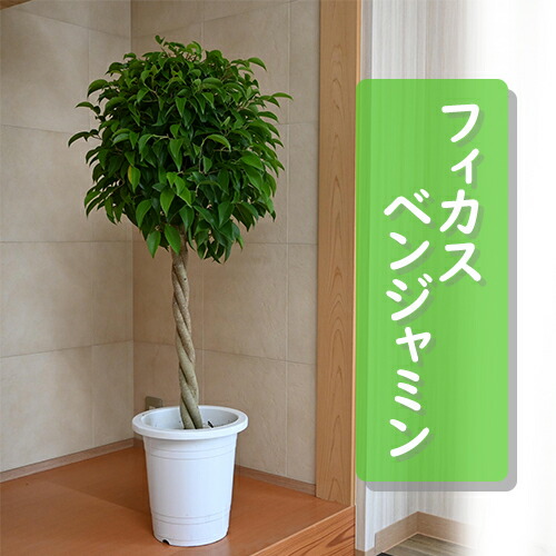 フィカス エルメス 植物 インテリア フィカス エルメス 植物 インテリア
